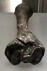 Tibia derecha, parte proximal (KNM-KP-29285A) y parte distal (KNM-KP-29285B). La forma de la tibia hace pensar en un bipedalismo parcial de este Australopithecus anamensis. Reproducción en el Museo Nacional de Ciencias Naturales, en Madrid (España).