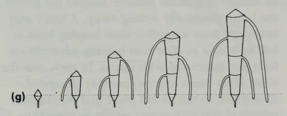 Crecimiento primario mediante raíces fúlcreas.