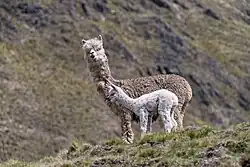 Alpaca (Vicugna pacos) y su cría.