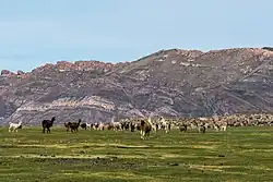 Rebaño de alpacas en el altiplano, Bolivia.