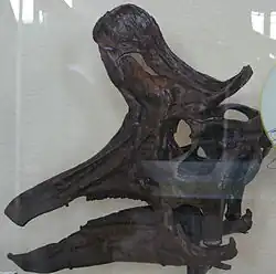 Cráneo del lambeosaurino Lambeosaurus lambei.