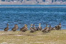 Grupo de patos maiceros (Anas georgica) en Bolivia.