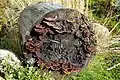 Tronco en descomposición por hongos Poliporos