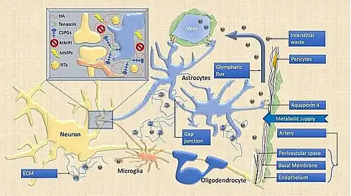 Elementos de la sinapsis tetrapartita