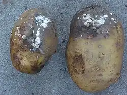Patatas afectadas por el tizón tardío, Phytophthora infestans