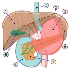 Órganos digestivos: 1.Esófago 2.Diafragma 3.Estómago 4.Hígado 5.Vesícula biliar 6.Duodeno 7.Páncreas 8.Bazo
