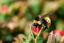 Abejorro (bombus terrestris) en La Paz, Bolivia.