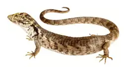 Dragoncito de Coapilla (A. cunemica).