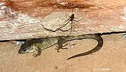 Dragoncito de labios rojos (A. lythrochila).