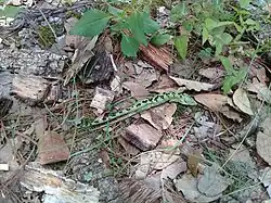 Dragoncito de la Sierra Mixteca (A. mixteca).