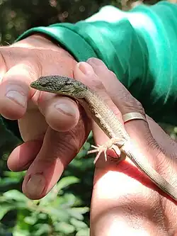 Dragoncito de la Sierra Morena (A. morenica).