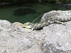 Dragoncito oaxaqueño (A. oaxacae).