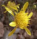 Acamptopappus shockleyi