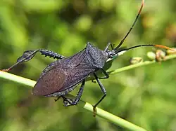 Acanthocephala terminalis las tibias de sus patas traseras de un tamaño más discreto