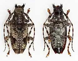 Aegomorphus jaspideus