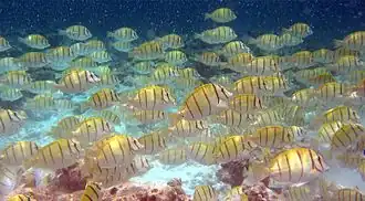 Cardumen de A. triostegus