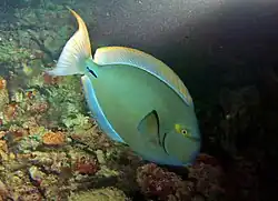 Acanthurus xanthopterus