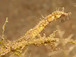 Ejemplar en Dhahab, Janub Sina', Egipto