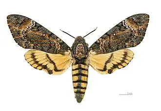 A. s. styx Parte dorsal