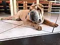 Shar pei recostado