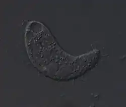 Acineria uncinata (Haptorida)