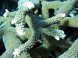 A. abrotanoides, bifurcación de ramas de la colonia. Samoa Americana.