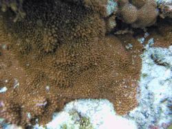 Colonia incrustante de A. abrotanoides en Samoa Americana