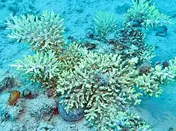 Colonia de A. aculeus en laguna de isla Lizard