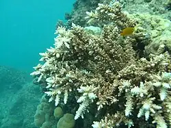 Acropora acuminata
