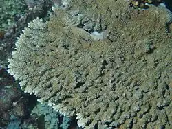 A. clathrata en isla Mer, Australia