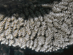 A. clathrata en Samoa Americana