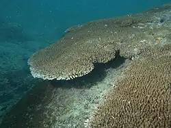 A. cytherea en isla Poruma, Estrecho de Torres, Australia