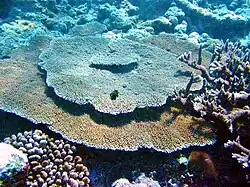 Colonia de A. cytherea en Samoa Americana