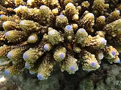 Acropora digitifera