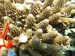 A. gemmifera, vista de coralitos. Isla Poruma, Australia