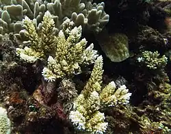 Acropora listeri
