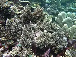 Acropora longicyathus