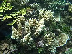 A. lutkeni en isla Mer, Estrecho de Torres, Australia