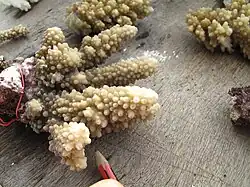 A. lutkeni, monitoreo de la salud de los arrecifes del Estrecho de Torres. AIMS, Instituto Australiano de Ciencia Marina. 2013.