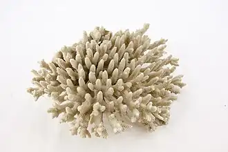 Esqueleto colonial de A. millepora