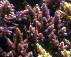 A. monticulosa en el Parque nacional de Samoa Americana