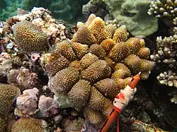 A. monticulosa en isla Mer, Estrecho de Torres, Australia
