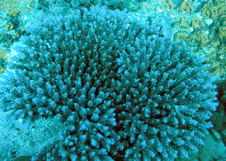 A. nasuta en Samoa Americana