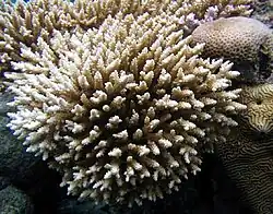 A. nasuta en Samoa Americana