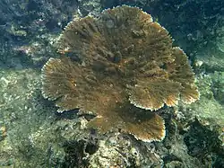 Joven A. palmata en Barbados.