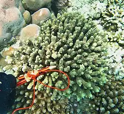 A. millepora en isla Poruma, Estrecho de Torres, Australia