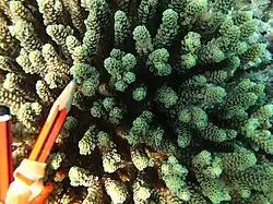 A. millepora, vista superior de la colonia y de coralitos, isla Poruma, Australia