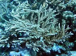 A. robusta en el Parque nacional de Samoa Americana