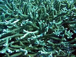 A. robusta en el Parque Nacional de Samoa Americana