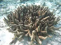 Acropora robusta